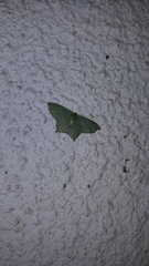 Chloropteryx nordicaria