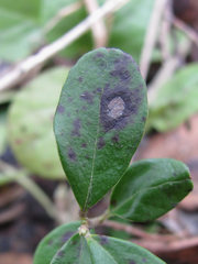 Mycosphaerella stemmatea