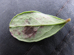 Mycosphaerella stemmatea