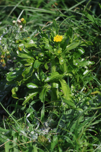 maritime goldfields (Lasthenia maritima)
