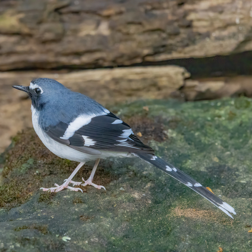 Slaty-backed Forktail (Enicurus schistaceus), photo 4