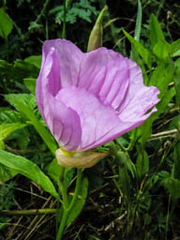 Clarkia amoena amoena