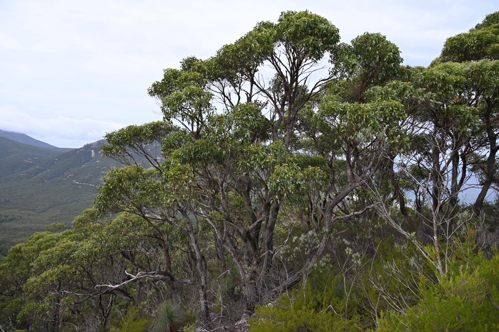 Eucalyptus baxteri; photograph (c) Bryce Watts-Parker, some rights reserved (CC BY)