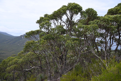 Eucalyptus baxteri