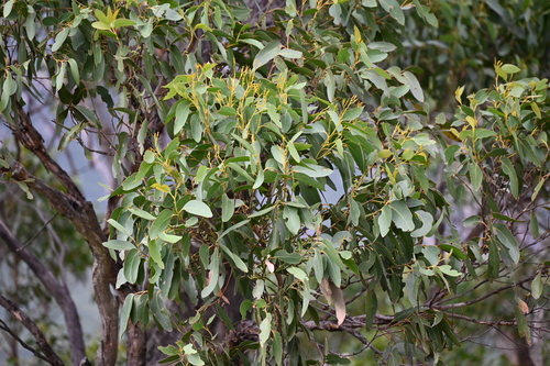 Eucalyptus baxteri, photograph 1