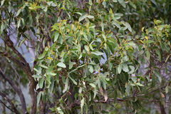 (c) Bryce Watts-Parker, some rights reserved (CC BY) Eucalyptus baxteri, photograph (c) Bryce Watts-Parker, some rights reserved (CC BY)