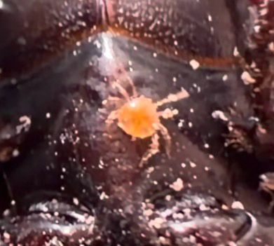 Micromegistus bakeri