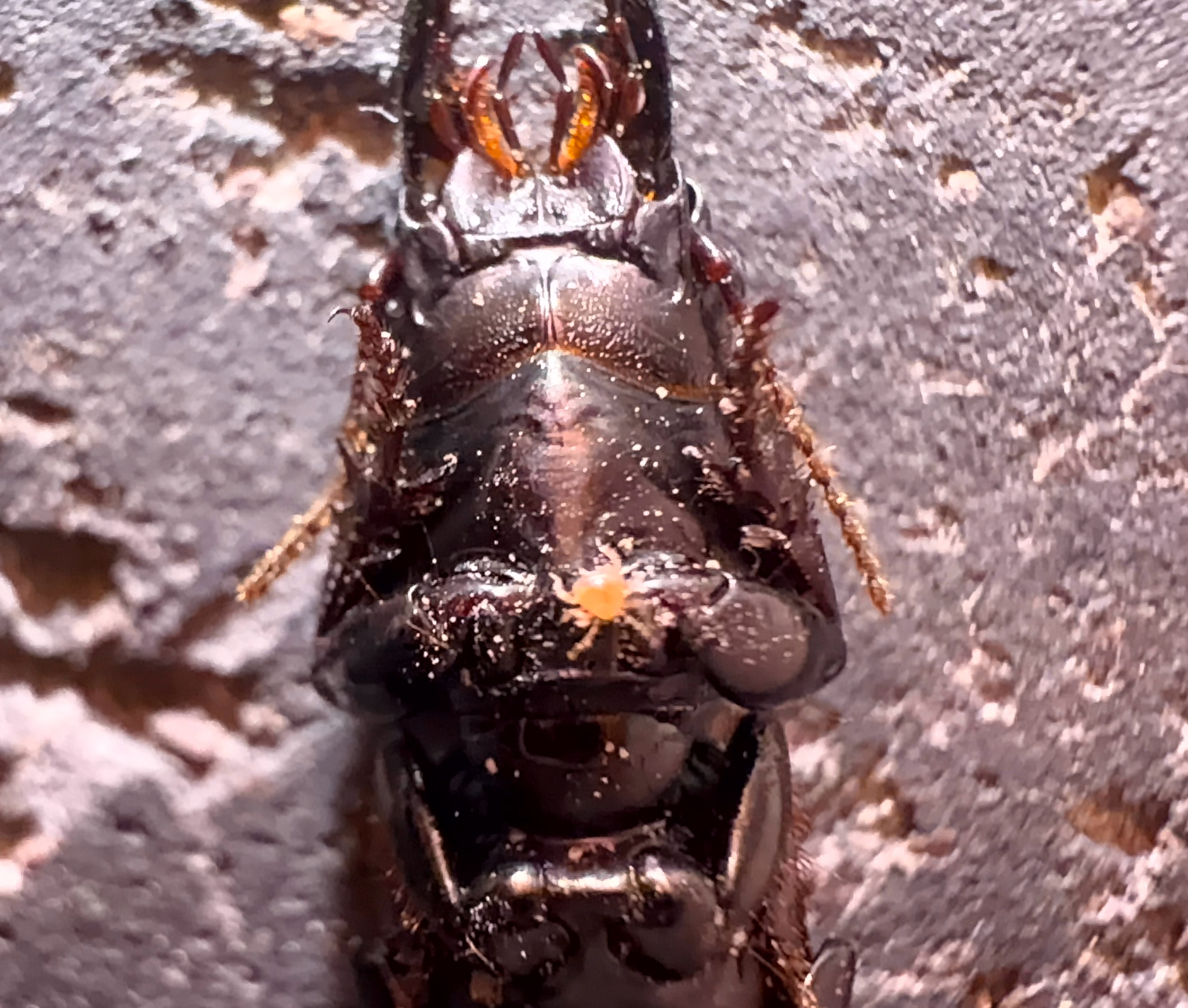 Micromegistus bakeri