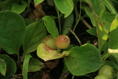 Vaccinium praestans