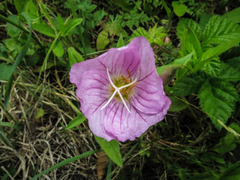 Clarkia amoena amoena