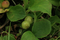 Vaccinium praestans