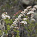 Spiraea aquilegifolia - Photo (c) Daba, osa oikeuksista pidätetään (CC BY-NC), lähettänyt Daba