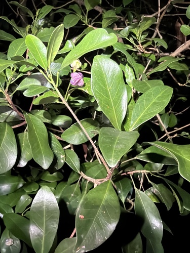 glossy acronychia (Acronychia laevis)