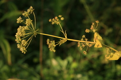 Bupleurum longiradiatum