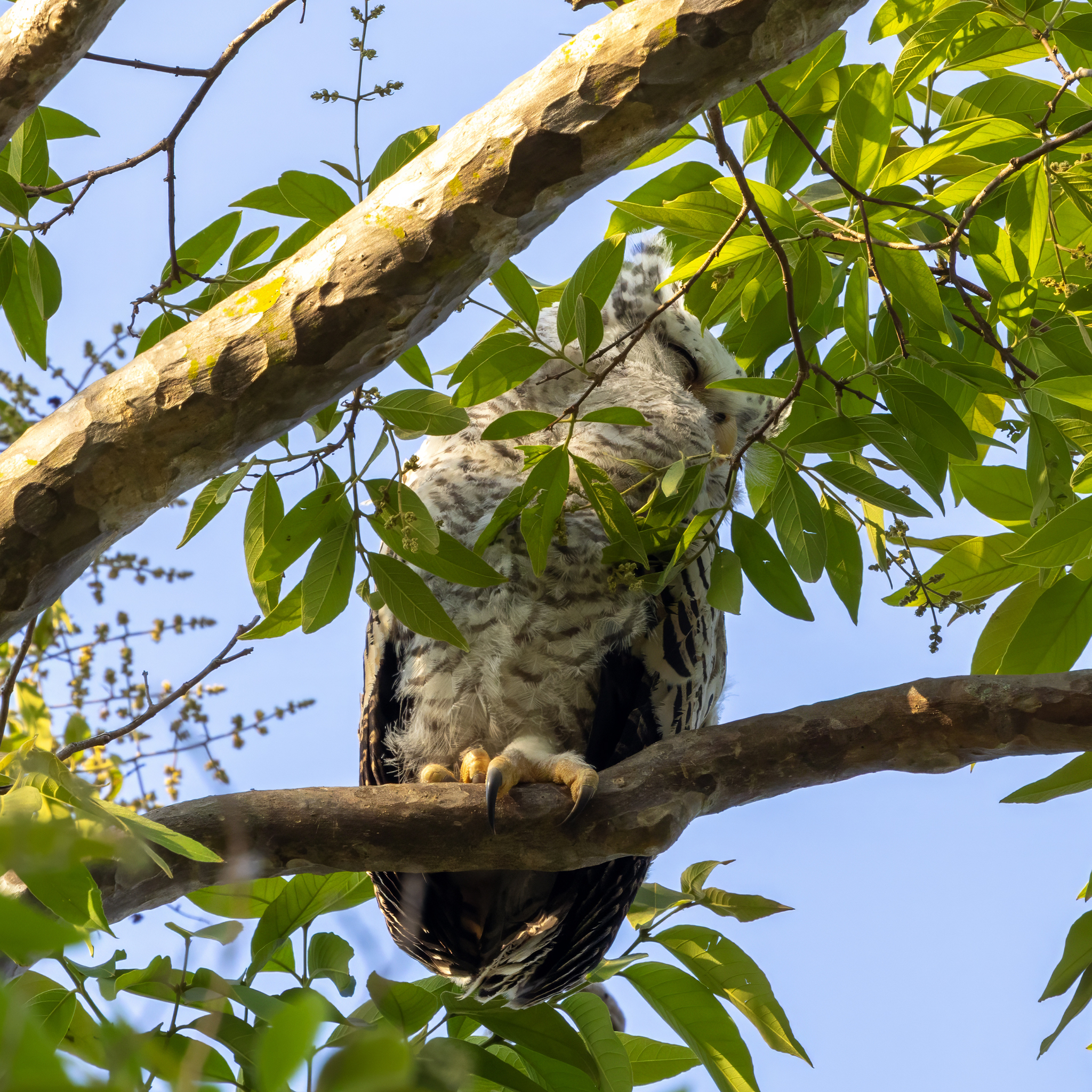 Spot-bellied Eagle-Owl (Ketupa nipalensis), photo 4