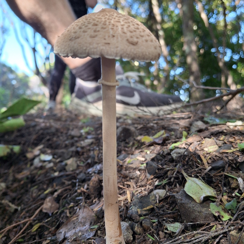 Macrolepiota clelandii · April 2026 · photo: © clianthus (iNaturalist, cc-by)