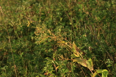 Bupleurum longiradiatum