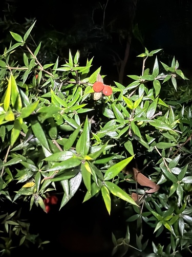 Chain Fruit (Alyxia ruscifolia)
