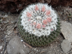 Mammillaria pseudocrucigera