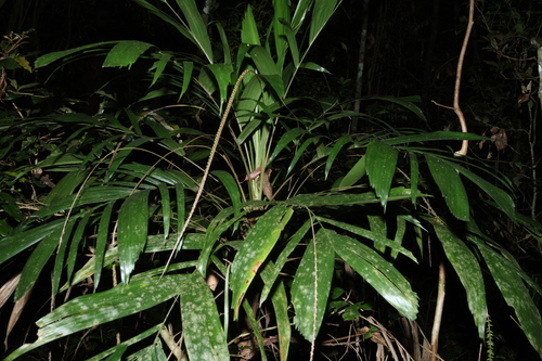 Walking stick palm (Linospadix monostachyus)
