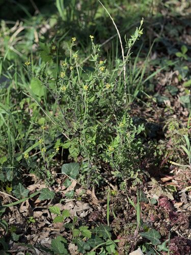 Hedgemustard (Sisymbrium officinale)