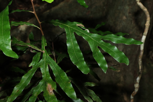 Grevillea hilliana, photograph 1