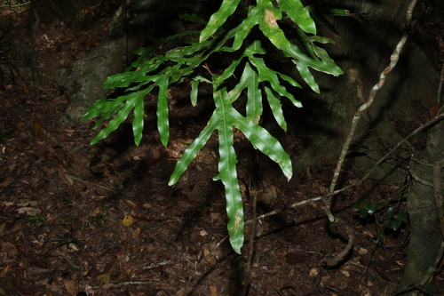 Grey Oak (Grevillea hilliana)