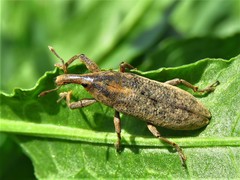 Lixus concavus