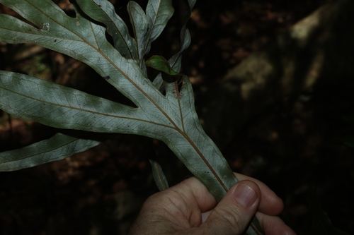 Grevillea hilliana, photograph 2
