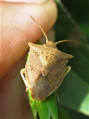 Euschistus ictericus