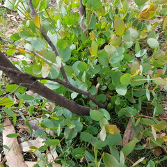 Eucalyptus stellulata