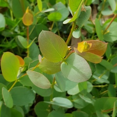 Eucalyptus stellulata