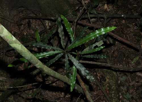 Floydia praealta, photograph 2