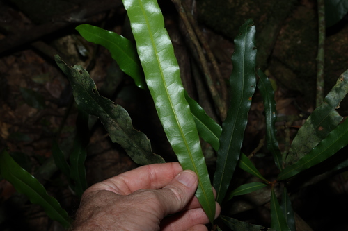 Floydia praealta, photograph 3