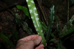 Floydia praealta, photograph (c) Greg Tasney, some rights reserved (CC BY-SA)