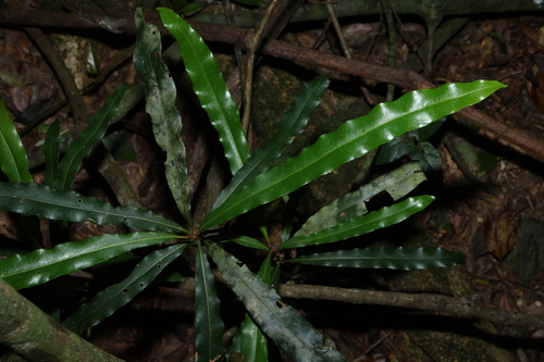 Ball Nut (Floydia praealta)