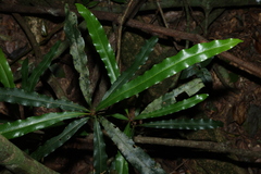 Floydia praealta
