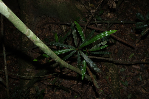 Floydia praealta, photograph 1