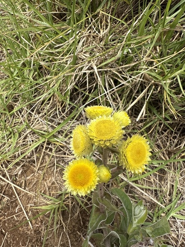 Helichrysum foetidum observed 2026-04-03