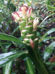 Zingiber officinale
