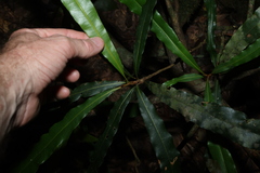 Floydia praealta, photograph (c) Greg Tasney, some rights reserved (CC BY-SA)