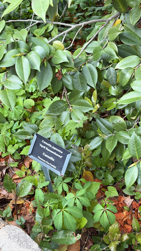 Elaeagnus macrophylla iNat (3)