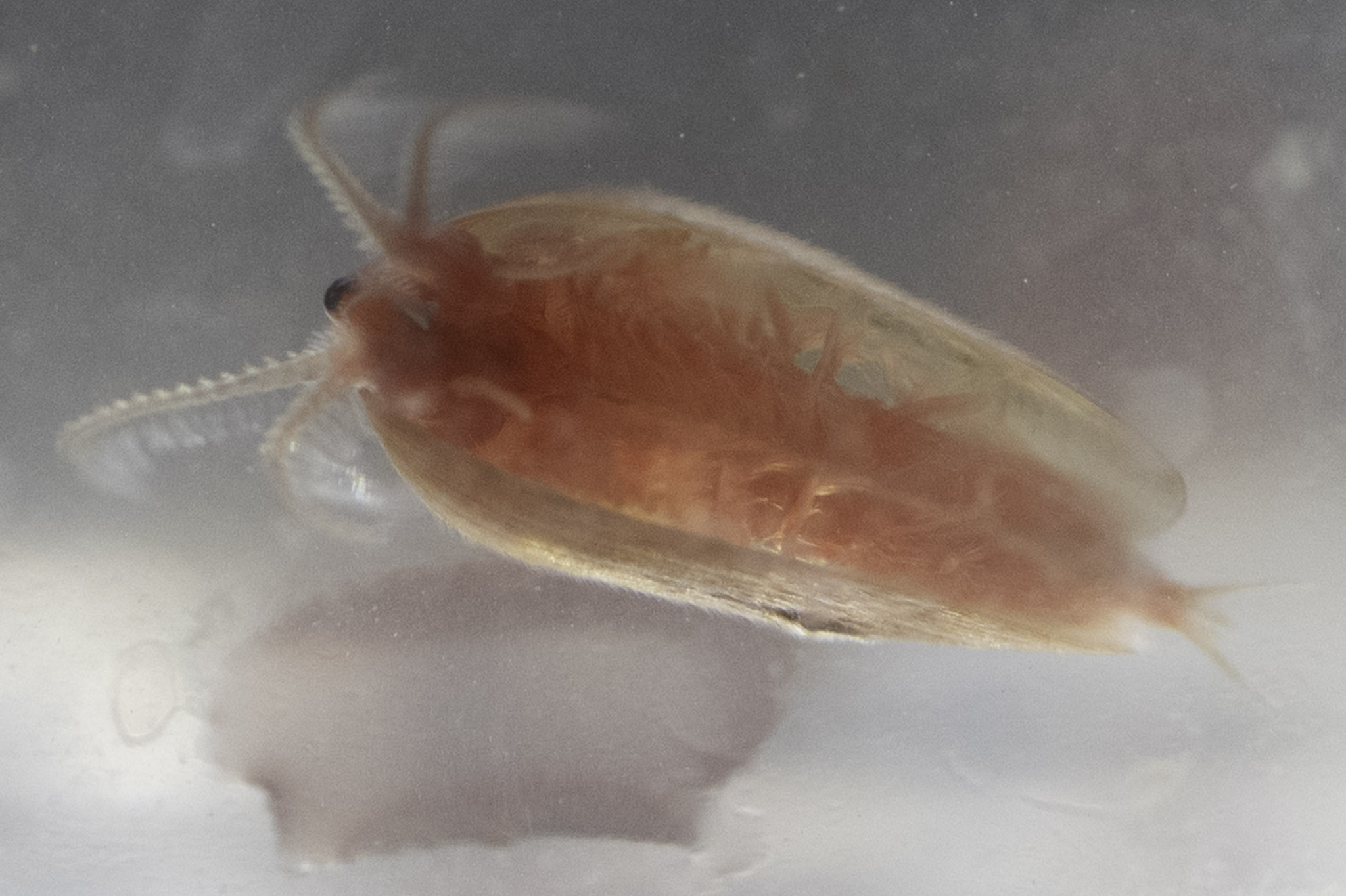 Cyzicus californicus (Packard, 1874)