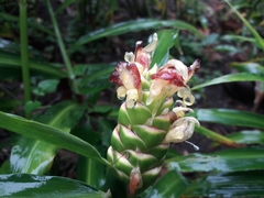 Zingiber officinale