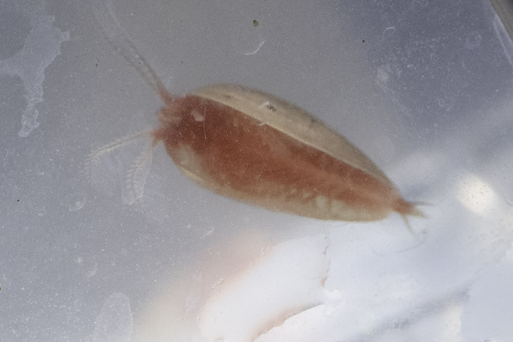 Cyzicus californicus (Packard, 1874)