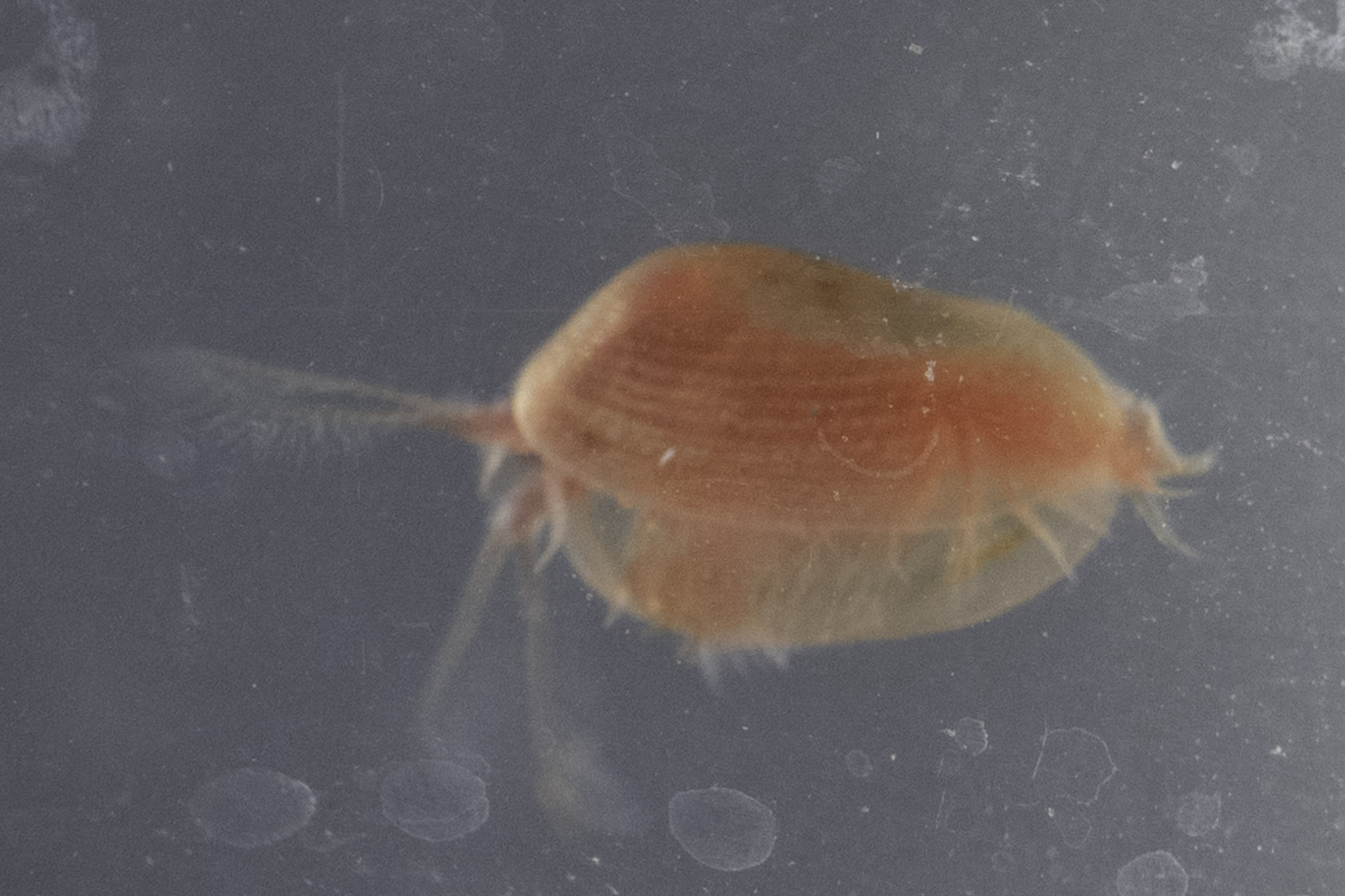 Cyzicus californicus (Packard, 1874)