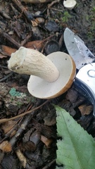 Boletus variipes