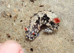 Hypselodoris saintvincentius
