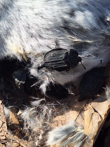 Ridged Carrion Beetle photo 6