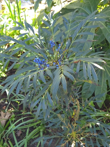 Mountain Grape (Berberis oiwakensis)